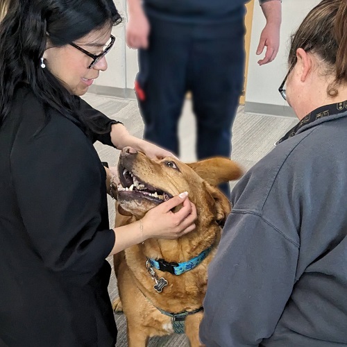 Therapy dog