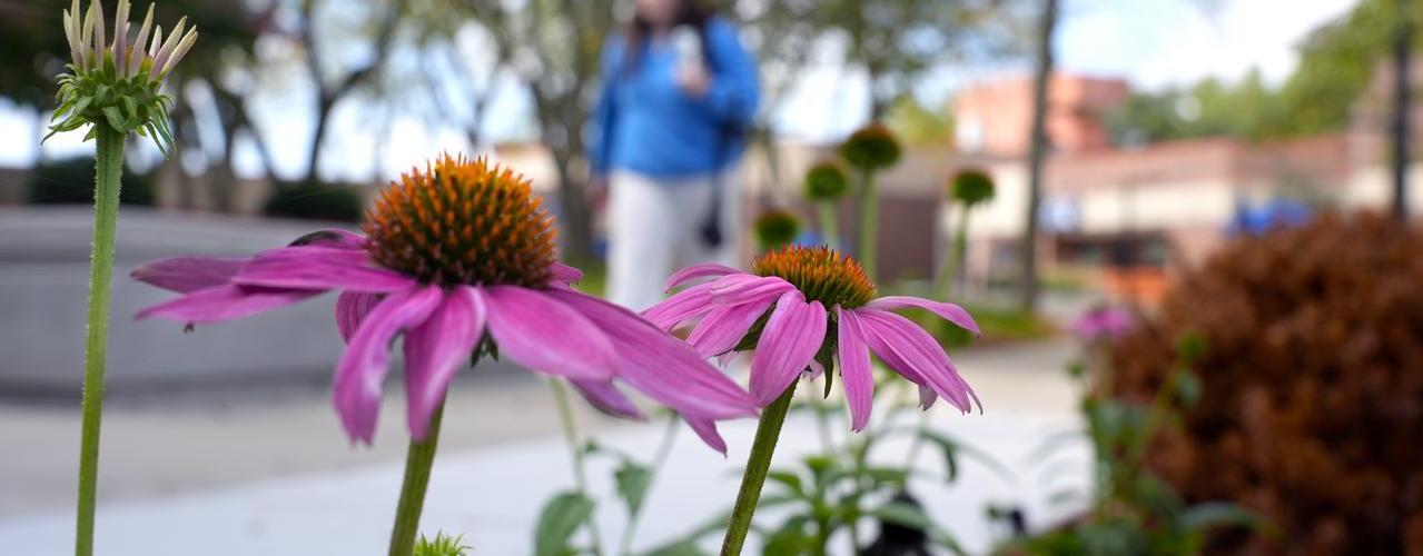 Pink flowers on WCTC campus